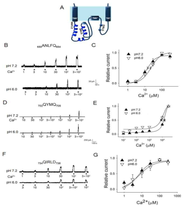 ANOCTAMIN1 칼슘결합부위 돌연변이의 산도에 의 한 활성 저해