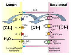 상피세포에서 Cl-채널을 통한 Cl- 및 물의 이동