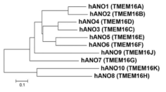 Phylogenetic Tree of Human Anoctamin Genes