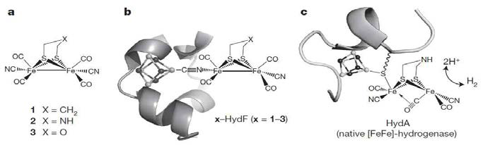 수소생산효소의 금속 활성 부위를 모사한 합성 철 다이머 클러스터