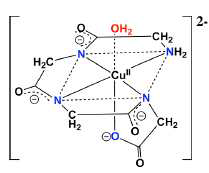 Cu complex[(TGG4-)CuII– OH2]2-]의 구조