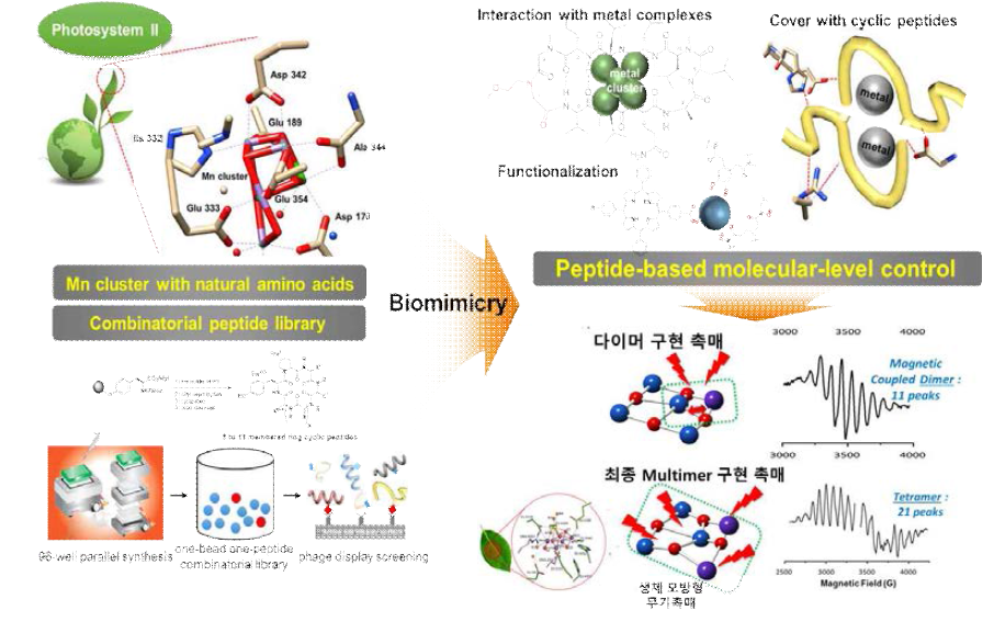 펩타이드를 기반으로 한 유기물 리간드와 무기 나노 촉매의 상호작용에 의한 생체 모방형 multimer구조 구현을 위한 방법론 모식도