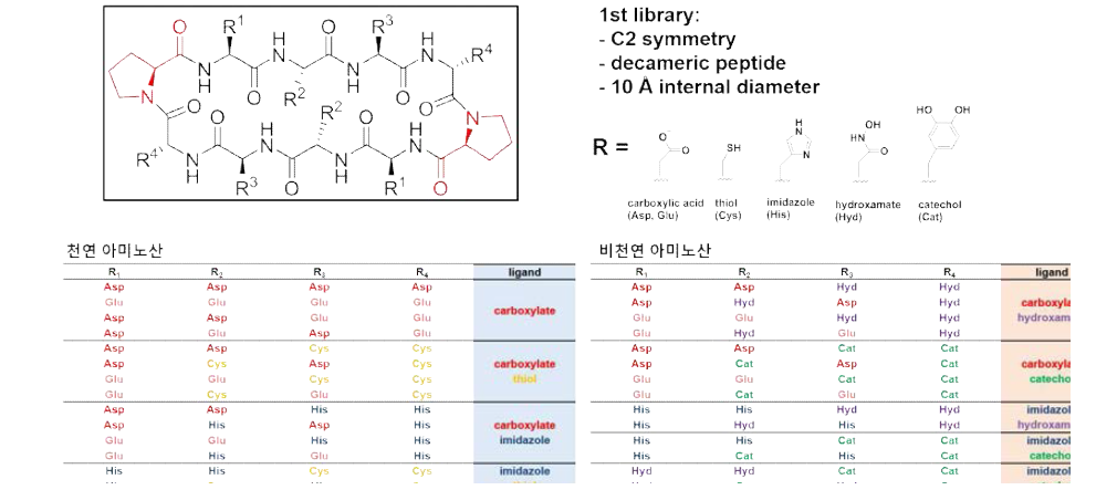 합성할 고리형 펩타이드 라이브러리 후보군