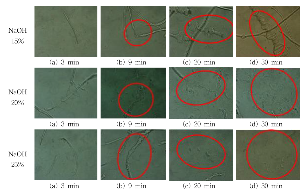 닥 인피섬유의 LiBr 수용액에서의 용해시간별 광학현미경 관찰 모습