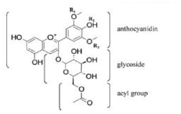안토시아닌의 기본 구조