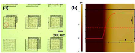 양면테이프로도 떨어지지 않는 강한 접 합을 형성한 SU-8을 광학 현미경(a)과 원자간 현 미경(b)을 이용하여 확인
