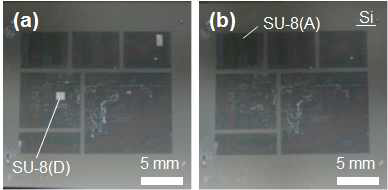 (a) 알루미늄 증착 후 식각액으로 알루미늄을 제거한 후 SU-8의 접합, (b) 3M 테이프 테스트 후.