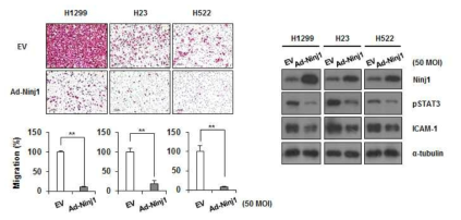 Ninjurin1 과발현에 의한 pSTAT3/ICAM-1 감소