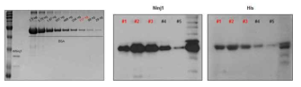 E. coli를 이용한 재조합 human Ninjurin1 단백질 제작