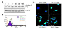 폐상피세포에 Bleomycin (BLM) 처리에 따른 Ninj1의 발현 변화