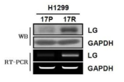 17-AAG 내성 폐암세포주 및 원세포주에서 LGALS3BP (LG)의 발현 변화