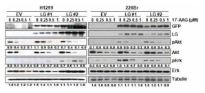 LGALS3BP (LG) 과발현에 따른 신호전달 단백질 활성 변화