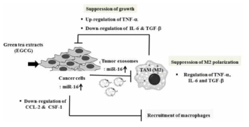 Proposed mechanisms of EGCG to inhibit infiltration of tumor-associated macrophages and M2 polarization in tumor microenvironment
