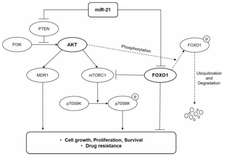 A model illustrating the regulation of the PI3K/AKT/mTOR/FOXO1 pathway by miR-21 at multiple levels in DLBCL
