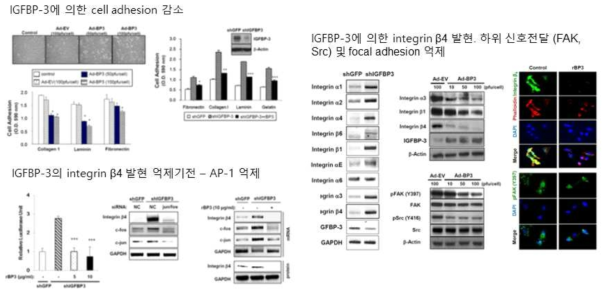 IGFBP-3의 cell adhesion 억제 활성 및 작용기전