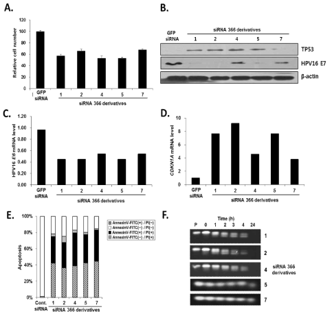 Silencing effects of chemically modified siRNA 366 derivatives and Candidate selection