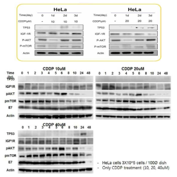 HPV18 type 세포주에서 Cisplatin처리 후 time-dependent 내성관련 유전자 분석
