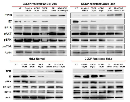 CDDP-resistant HeLa 세포주의 미세종양환경 유전자 분석