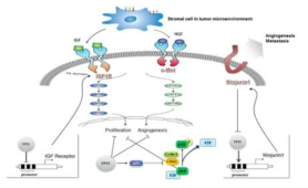 TP53과 관련된 Tumor-microenvironment interactions
