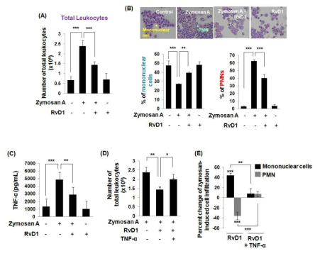 RvD1에 의한 복막염 해소 촉진에 있어 TNF-α 생성 억제 중요성