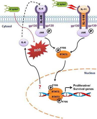 위암세포주에서 H. pylori에 의한 STAT3의 활성화 메커니즘