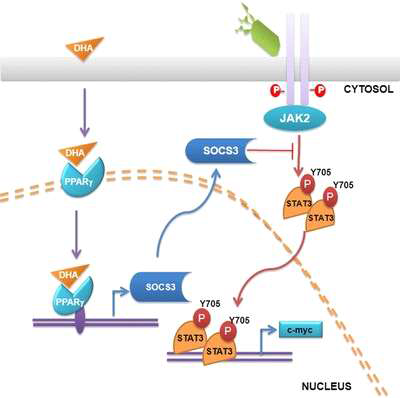 H. pylori 접종에 의해 활성화된 AGS세포에서 Docosahexaenoic acid(DHA)의 효과
