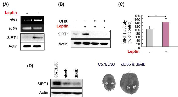 Leptin에 의한 SIRT1의 발현 및 활성 유도