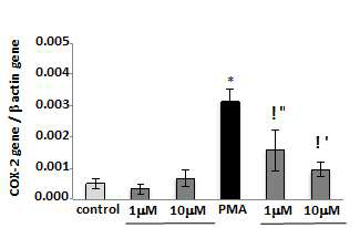 Cinnamic acid의 COX-2 mRNA stability 저해효과