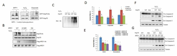 ARD1에 의한 타겟단백질 아세틸화의 생리적 기능