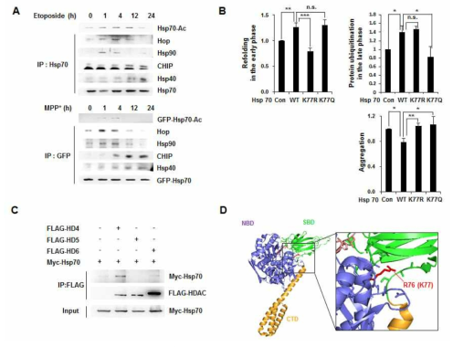 종양미세환경에서 시간에 따른 ARD1 타겟 단백질 기능 변화 및 가역적 기능 균형