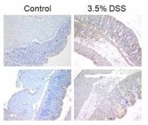 Control과 3.5% DSS 처리 마우스의 대장에서 Ninjurin1 단백질 발현 조직학적 분석