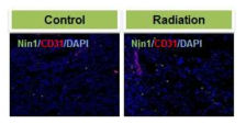 방사선이 조사된 마우스의 종양조직에서 Ninjurin 및 CD31발현