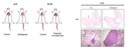 Ninurin1 과발현 마우스에서 AOM/DSS를 이용한 염증매개성 대장암 유도