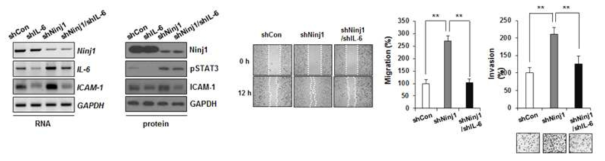Ninjurin1 발현에 따른 IL-6/pSTAT3/ICAM-1 단백질 변화 및 세포 성상 변화