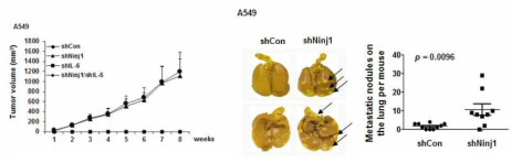 Ninjurin1/IL-6 knockdown 세포를 이용한 종양 형성 및 폐전이능 비교