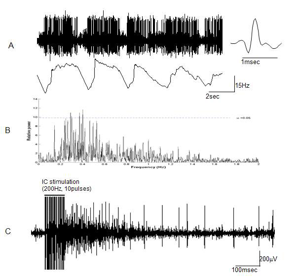 A: 자발성 발화 패턴. 활동전위 발생 시간이 짧으며 (<1ms) 고빈도의 형태를 보임. B: 발화빈 도 분석을 통하여 0.3-0.5 Hz가 주 발화 빈도임을 확임 함. C. Internal Capsule (IC) 자극 후의 발화 빈 도 패턴.
