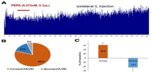 Ipsilateral 변연계아래피질내 PEPA투여후 복측피개영역내 가바 신경의 자발적 활동성의 변화.