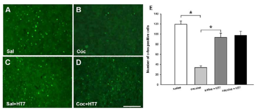 신문혈 자극이 infralimbic cortex에서 c-Fos 발현에 미치는 영향.