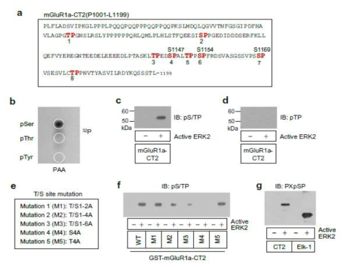 ERK2에 의해 인산화되는 mGluR1a-CT2의 특정 영역 확인