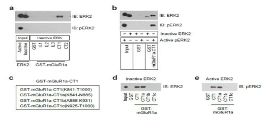 ERK2와 결합하는 mGluR1a-CT 영역 확인