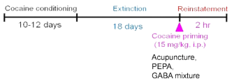 코카인 재발행동 실험 스케줄 (2시간 스케줄)