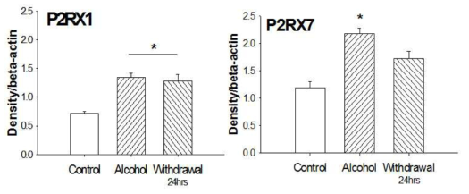 만성알코올 섭취 후 복측피개영역에서의 P2RX1과 P2RX7의 발현