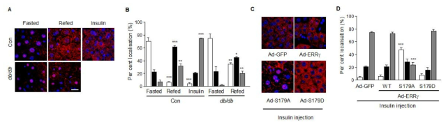 In vivo에서 인슐린에 의한 ERRgamma의 localization 변화