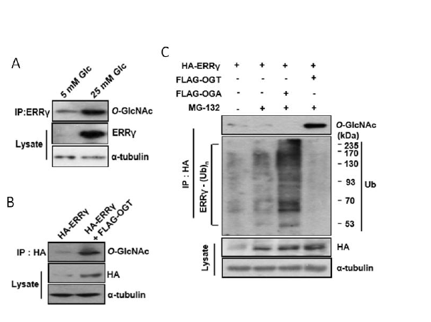 ERRgamma의 O-GlcNAcylation