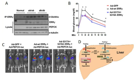 간의 당 신생합성 과정에서 ERRgamma O-GlcNAcylation 역할