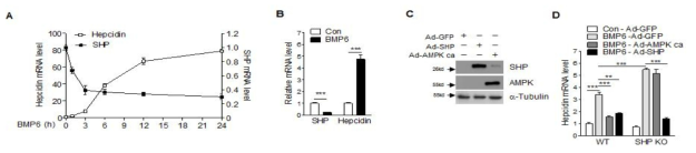 SHP에 의한 hepcidin 발현 조절