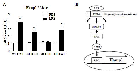 WT과 TLR4 KO 쥐의 골수 이식을 통한 hepcidin 발현과 모델