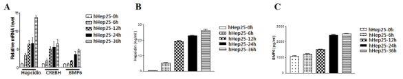 Hepcidin25의 처리에 의한 정상 쥐에서의 유전자 발현과 Hepcidin, BMP6의 분비 변화