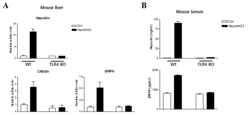 TLR4가 결여된 쥐에 Hepcidin25를 처리한 후 유전자 발현과 Hepcidin, BMP6의 분비 변화