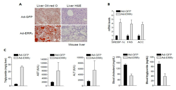 ERRγ에 의한 lipogenic enzyme의 발현 조절